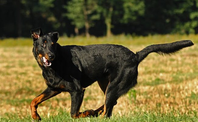 éducation canine individuelle genève