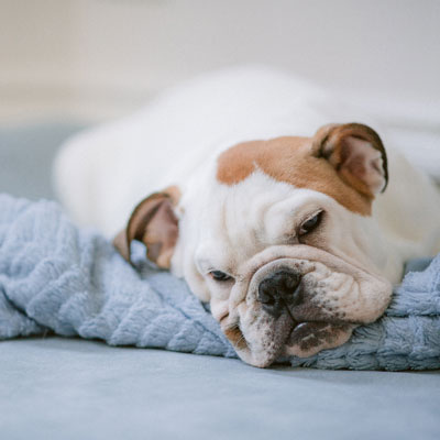 bulledog qui dort