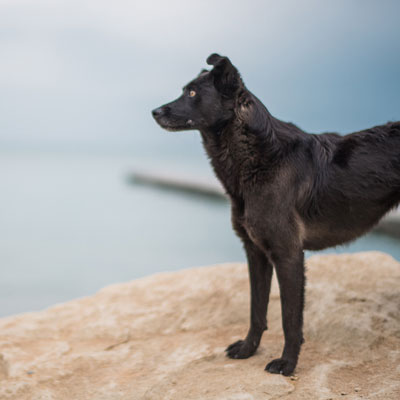 grand et beau chien