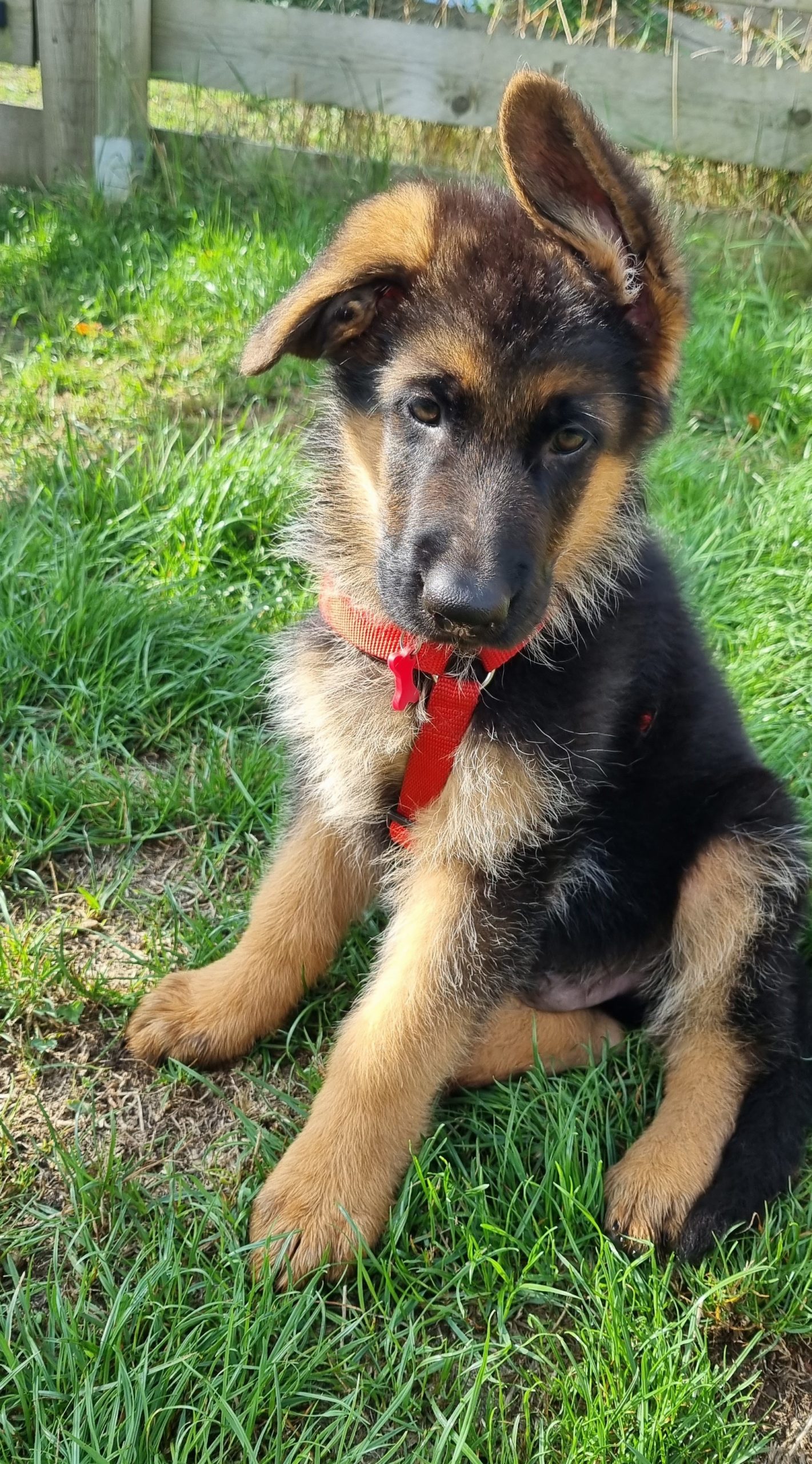 formation en éducation canine pays de gex