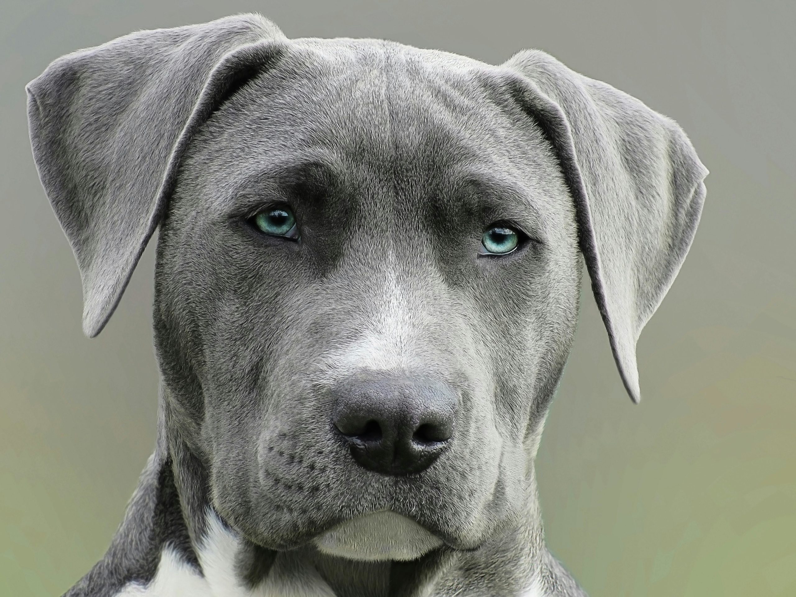 sublime staff gris