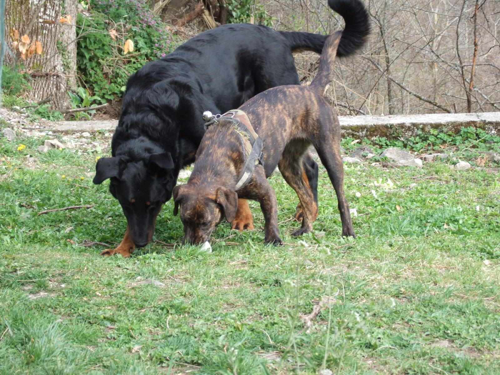 pension canine chamonix 