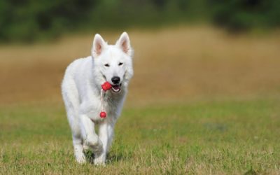 Comment bien éduquer son chien ?