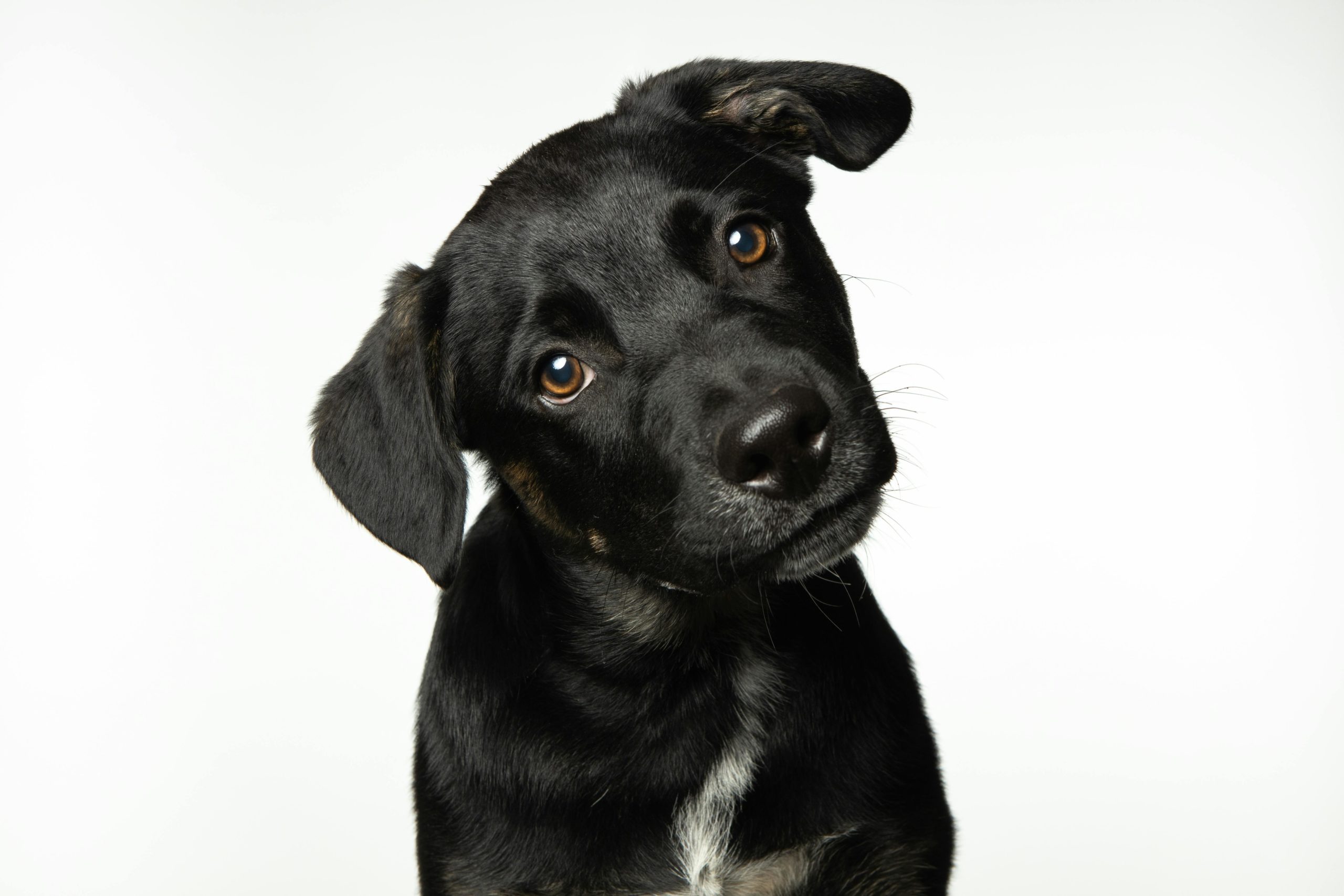 chien-noir éduquer son chien