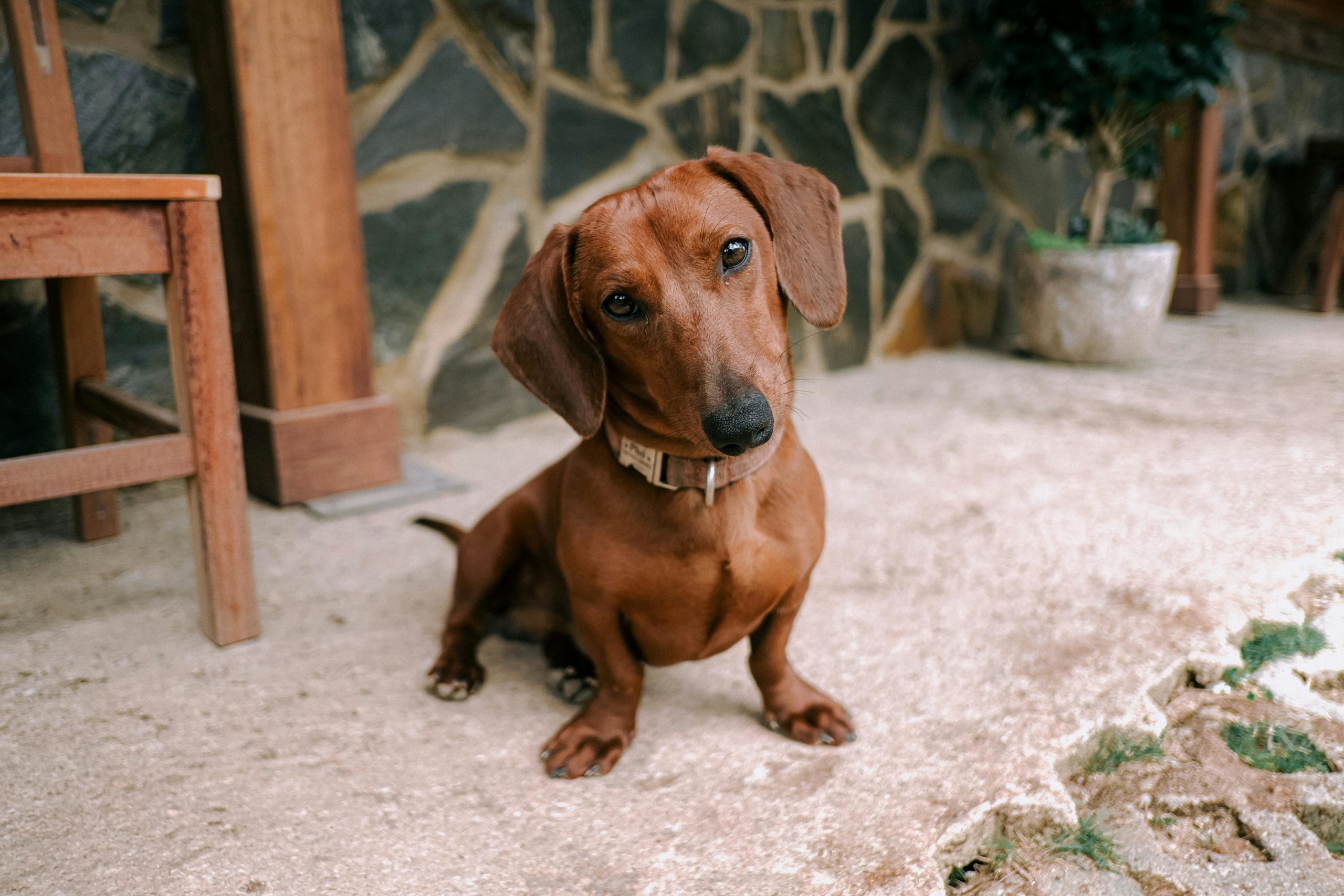petit-chien formation en éducation canine