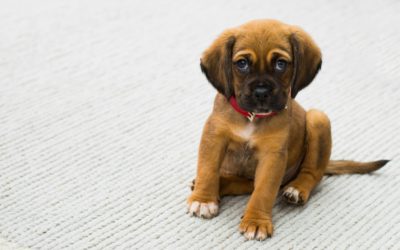 Préparer l’arrivée d’un chiot à la maison : notre guide complet