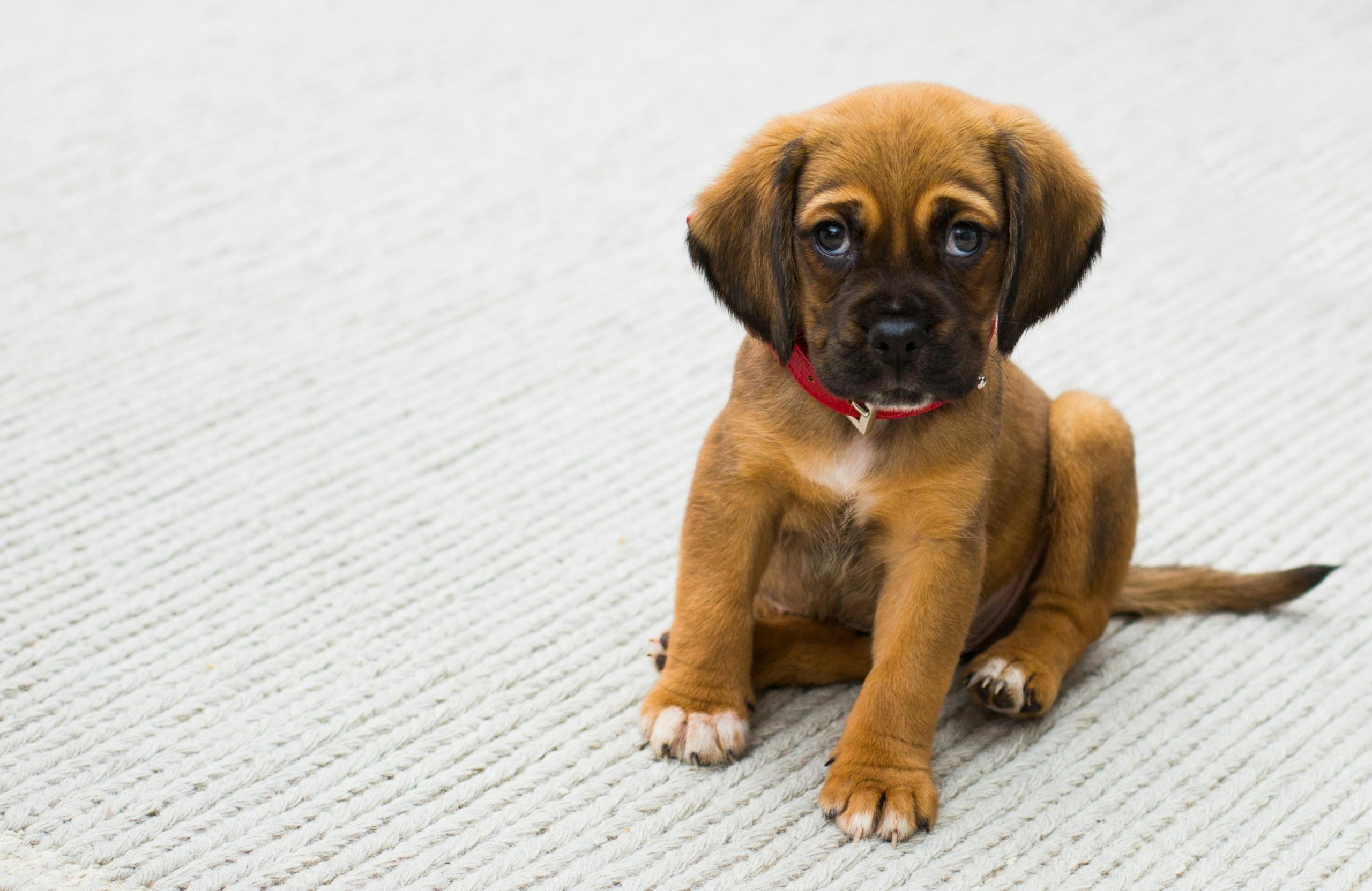 pexels-tdcat-59523 (1) chiot