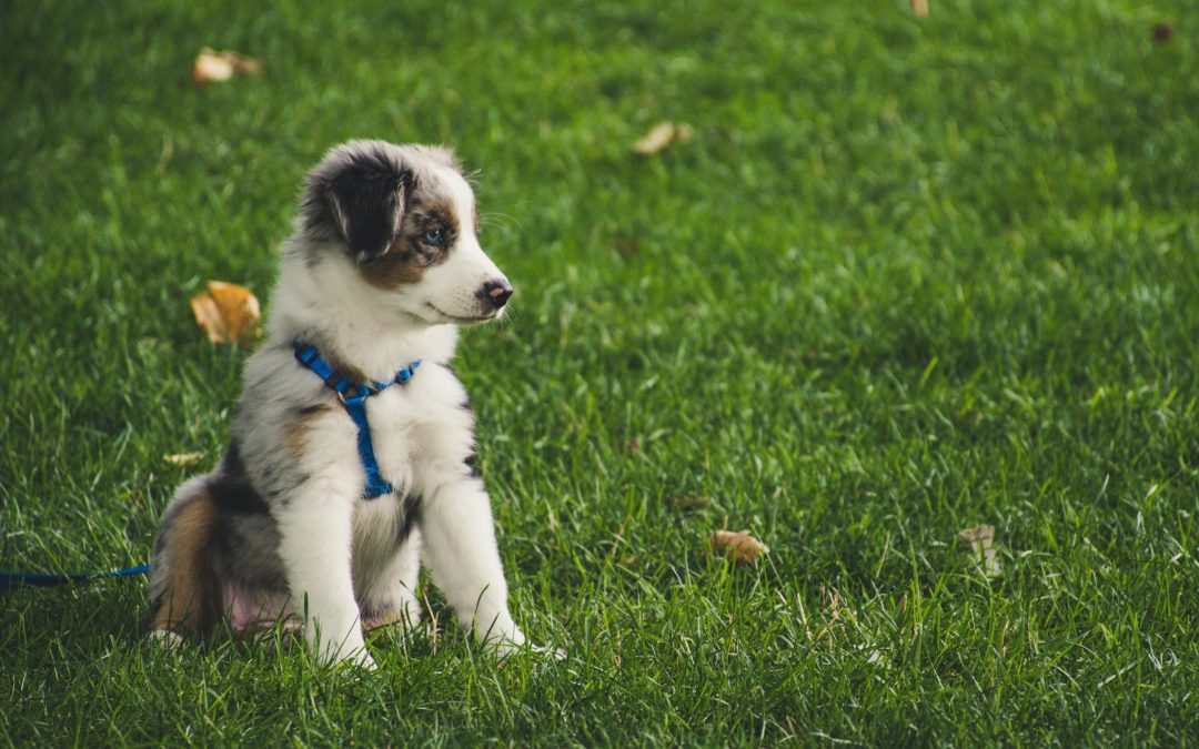 Les bases de l’éducation canine : conseils pratiques pour bien débuter