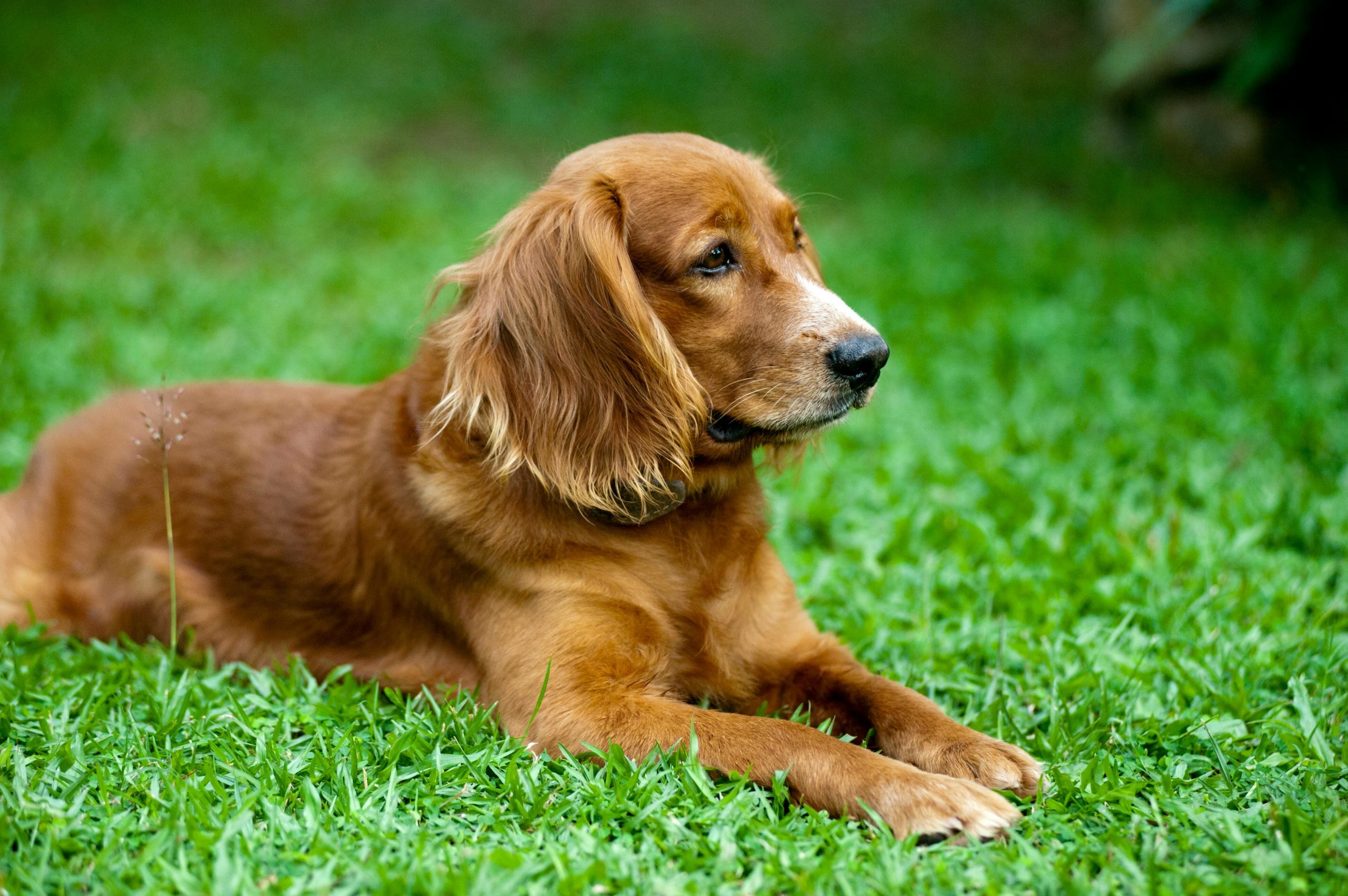 chien-mignon formation en éducation canine