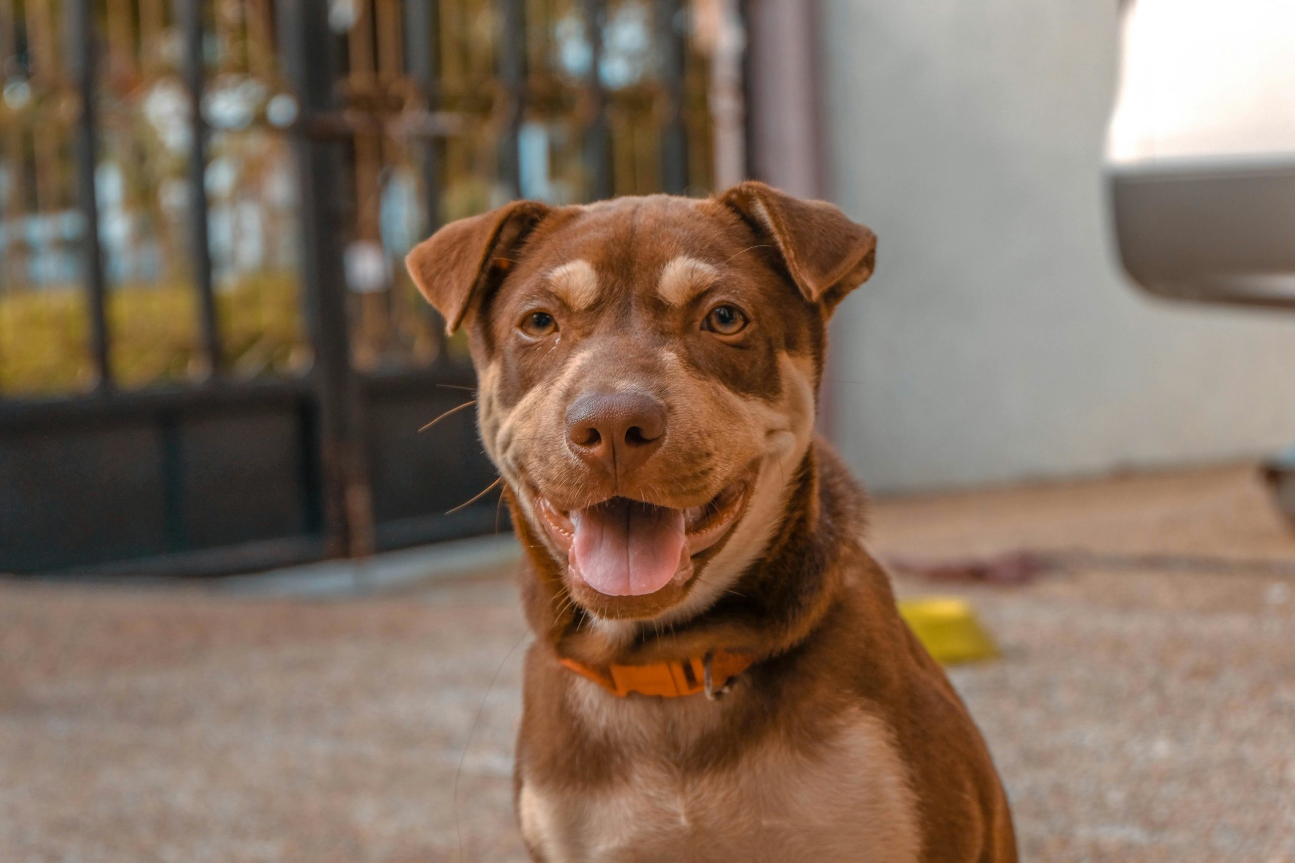 chien-caramel éduquer son chien