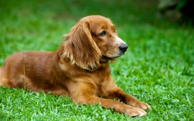 Les bases de l’éducation canine : conseils pratiques pour bien débuter