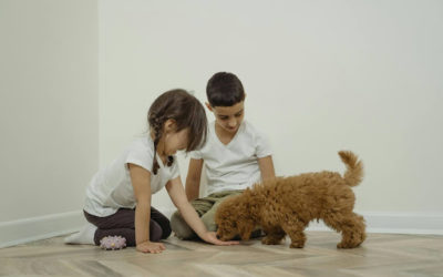 L’importance de la familiarisation chez le chiot : une étape essentielle pour une vie sereine